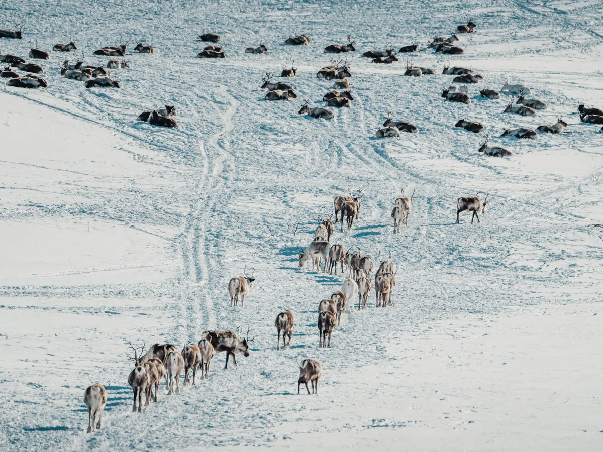 Veduta aerea di una mandria di renne che attraversa un paesaggio innevato in Norvegia