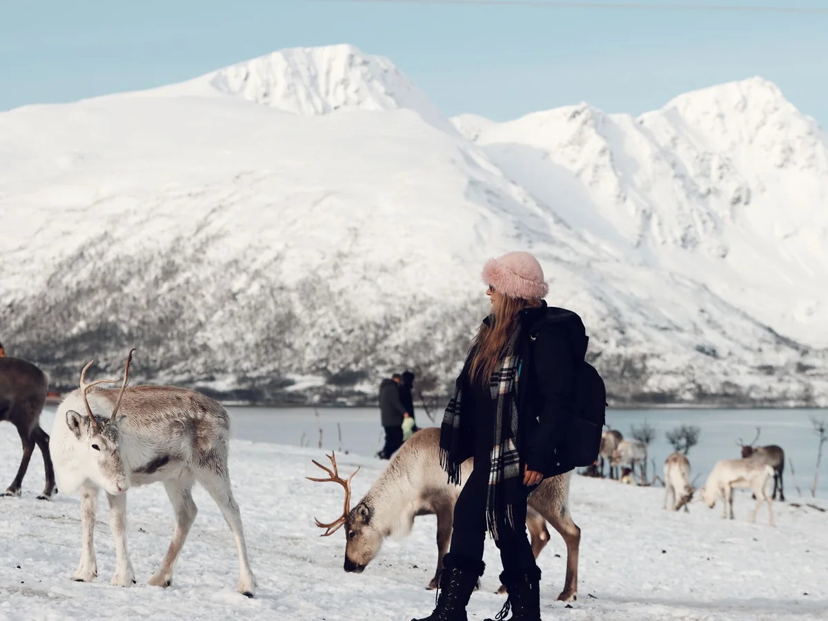 Renne al pascolo sulla neve con un visitatore nelle vicinanze, fjord e montagne innevate sullo sfondo vicino a Tromsø